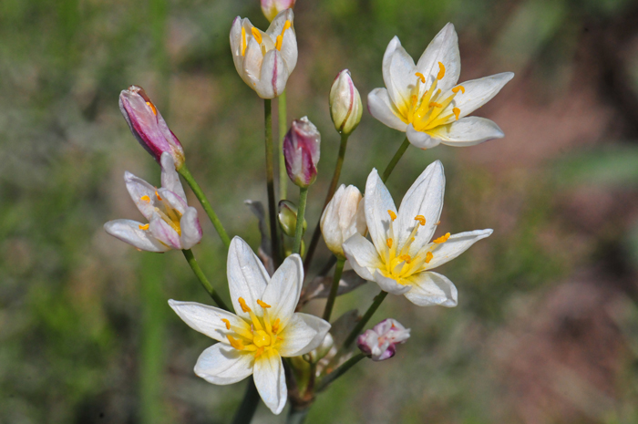 Crow Poison has white flowers on a solitary umbel structure with 3 to 6 or 10 flowers on the stalk. As you see in the photo the anthers are yellow. Nothoscordum bivalve 